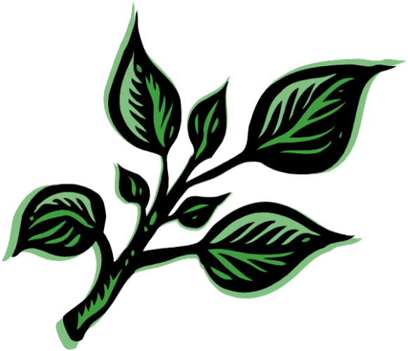 Albahaca.