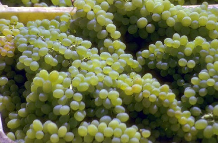 Uvas blancas vendimiadas.