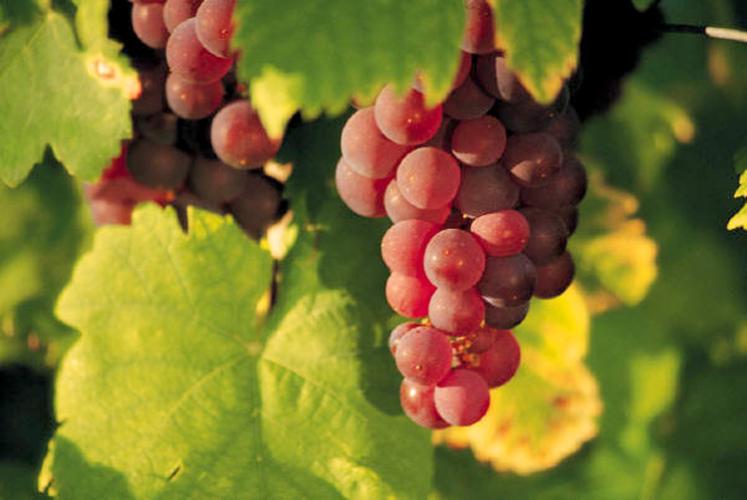 Uvas tintas en la vid.
