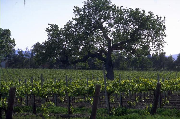 Viñedo.