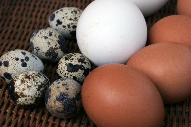 Un huevo de ganso, huevos de gallina y huevos de codorniz.