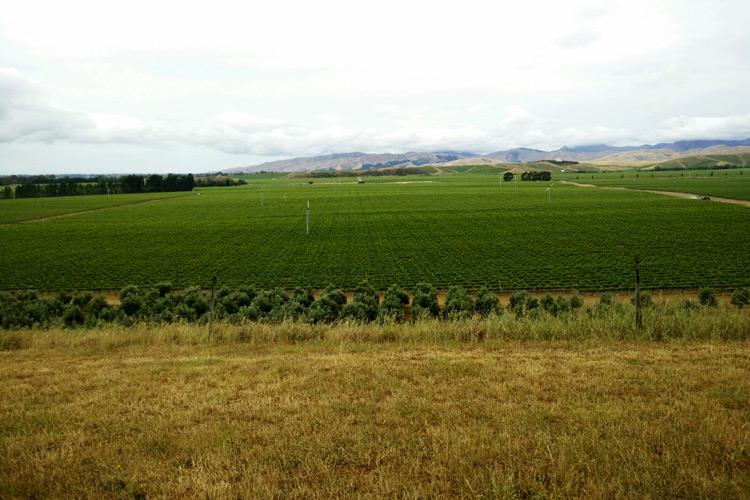 Viñas en Nueva Zelanda