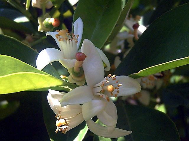 Flor de azahar.
