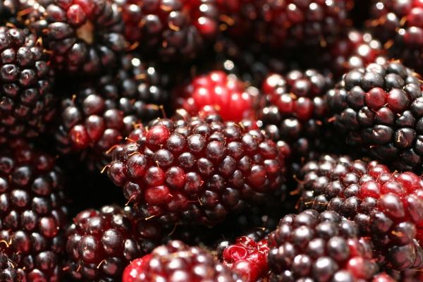 Moras recién cogidas.