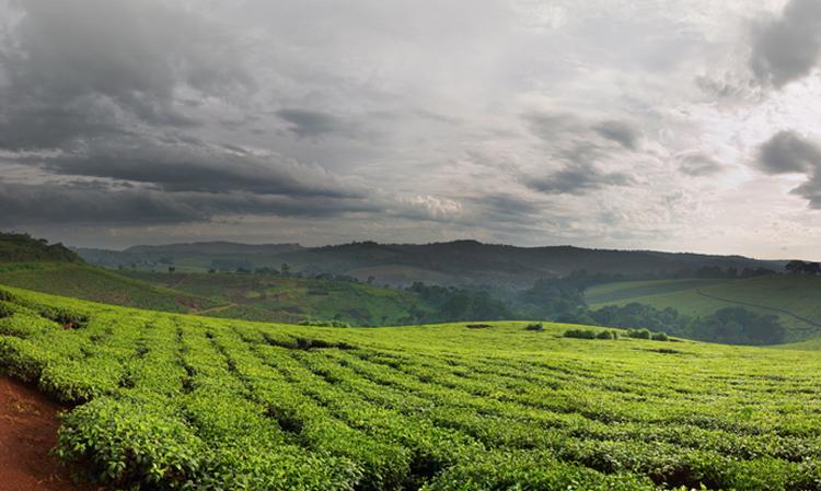 Palntación de té.