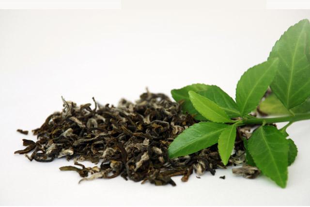 Hojas frescas de té y té suelto.