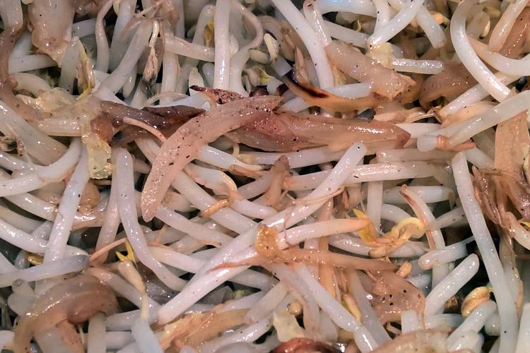 Brotes de soja salteados.