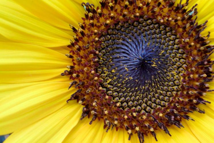 Flor de girasol con pipas inmaduras.