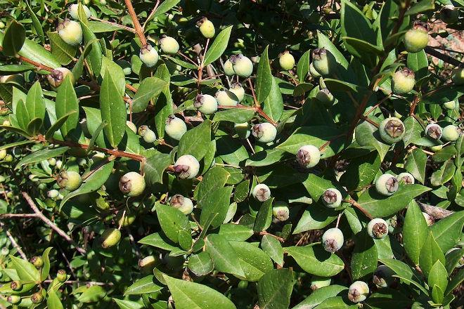 Bayas de mirto en su planta.