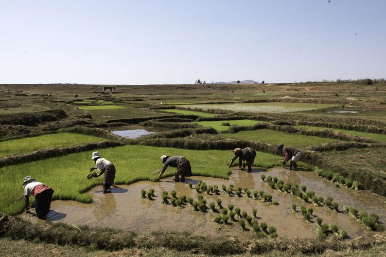 Trabajando en los arrozales.