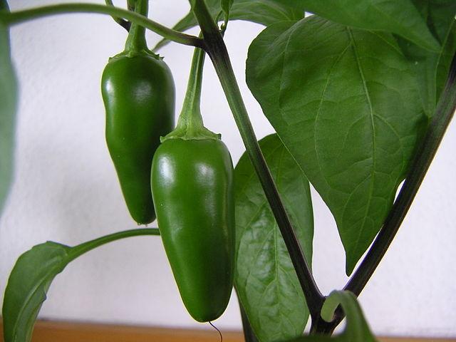 Chiles jalapeños inmaduros.