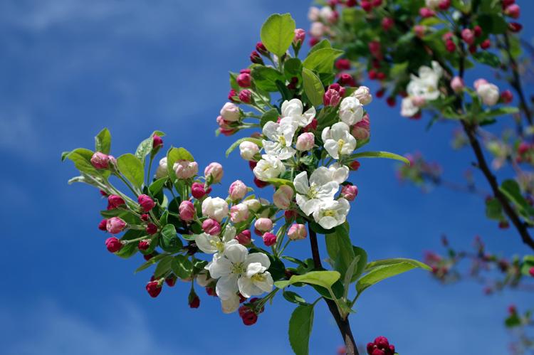 Manzano en flor.