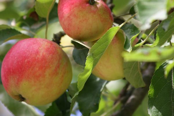 Manzanas creciendo en el manzano.