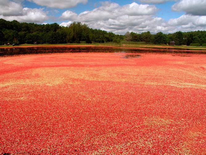 Arándanos rojos flotando sobre el agua.