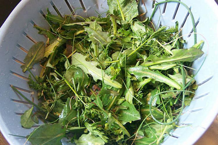 Plantas silvestres comestibles.