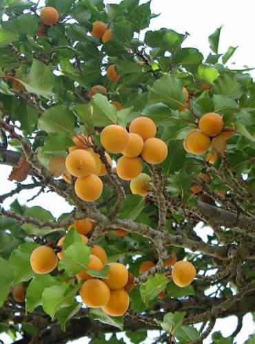 Albaricoques, prunus armeniaca, en Nubra valley.