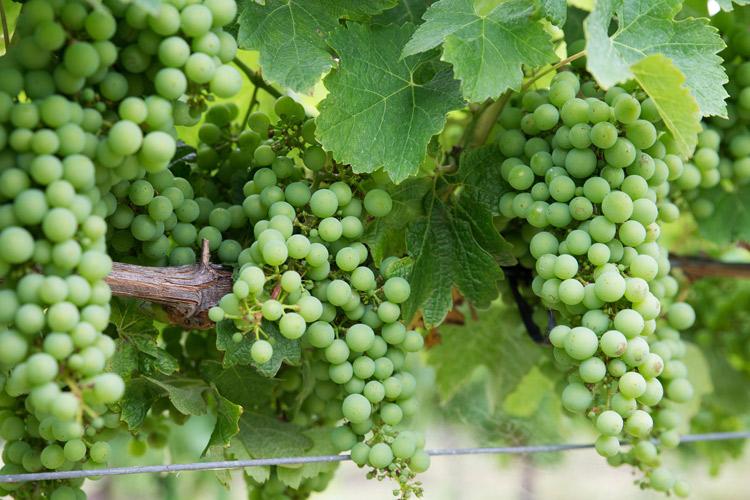Uvas Chardonnay madurando en la vid.