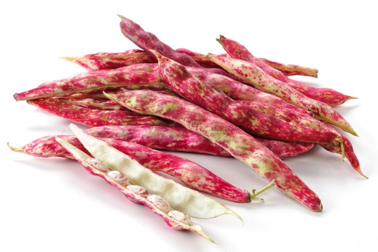 Judías borlotti frescas, una vaina abierta y varias enteras.