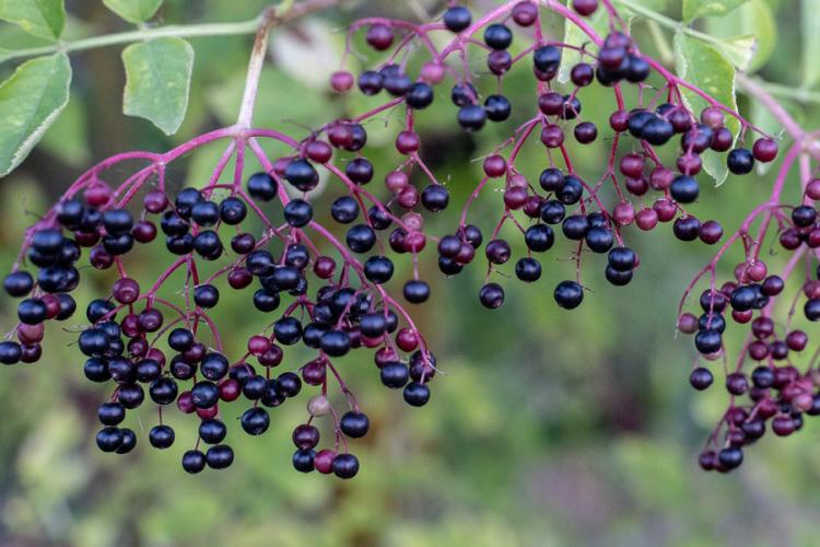 Bayas de sauco colgando del árbol. Sirven para hacer vino.