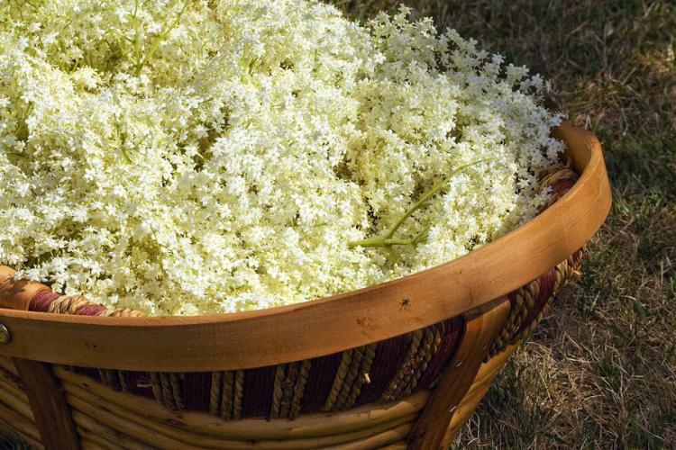 Cosecha de flores de sauco en una cesta.