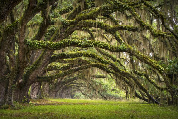 Avenida de los robles en la Plantación de Charleston, Carolina del Sur.
