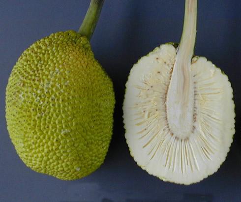 Fruto del pan seccionado, vista de la corteza y de la pulpa.