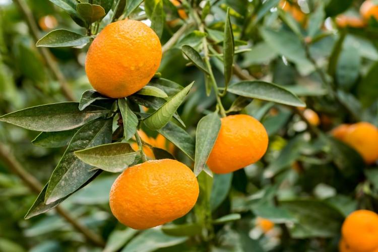 Mandarinas en el mandarino.