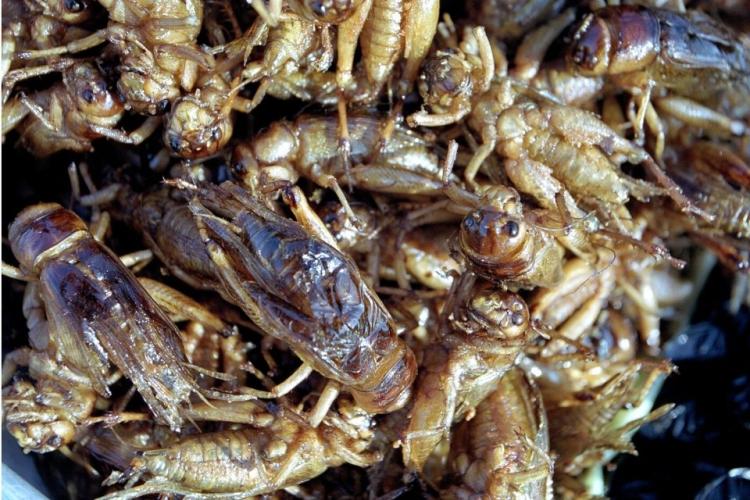 Saltamontes fritos de Camboya.