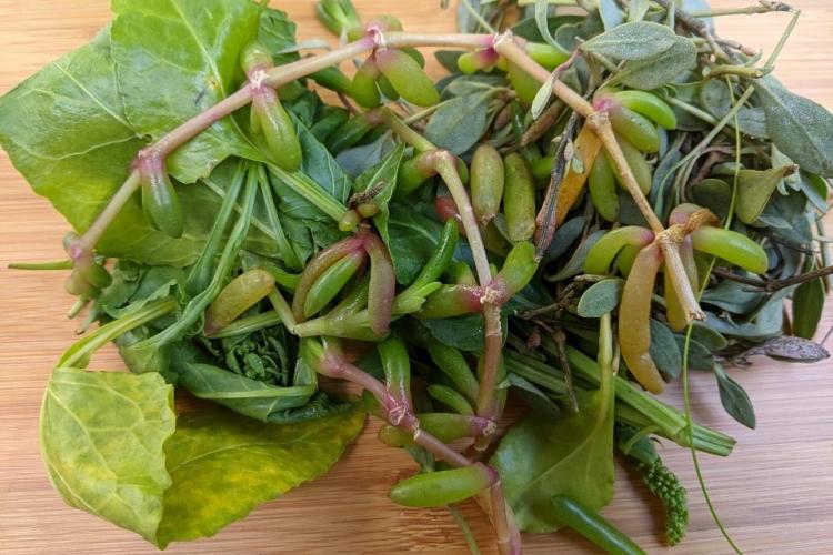 Manojo de plantas de la costa, remolacha marina, verdolaga marina y habas marinas