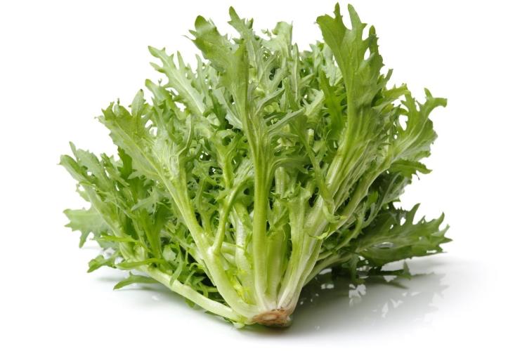 Escarola.