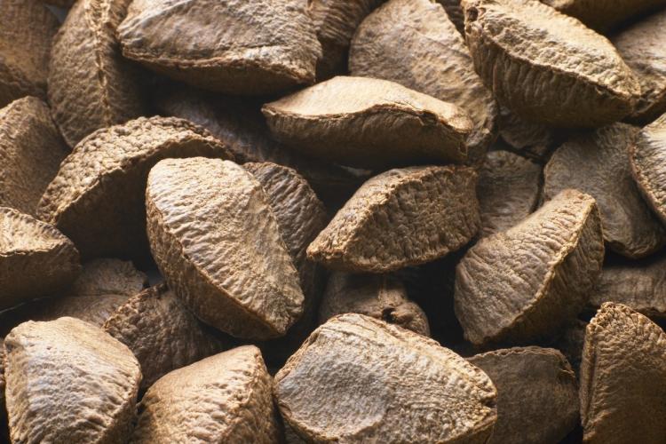 Nueces de Brasil con cascara.
