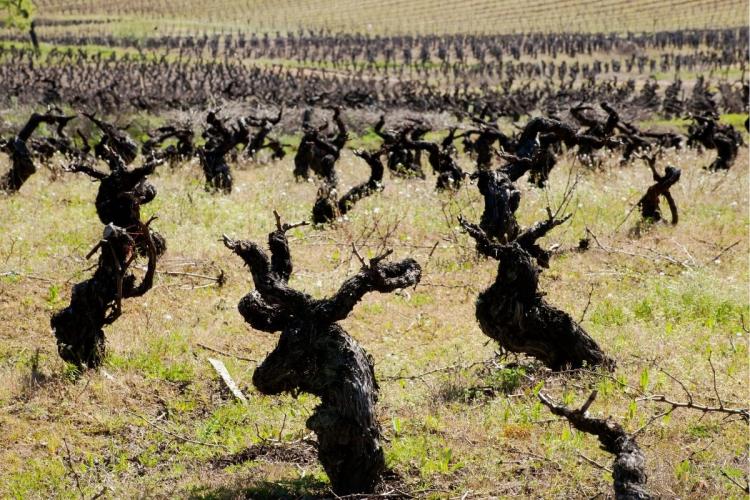 Viñas viejas en Galicia.