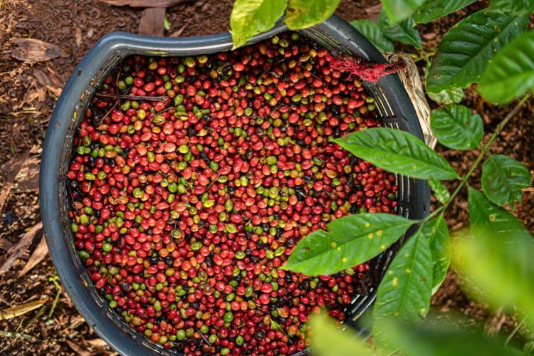 Café recién cosechado.