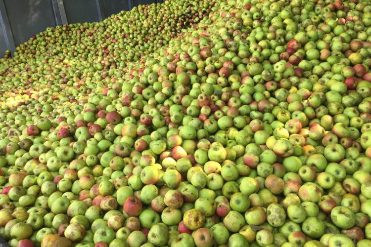 Cosecha de manzanas para sidra.