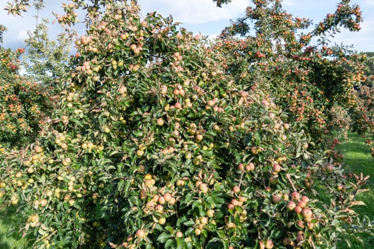 Un huerto de manzanos con manzanas para sidra.