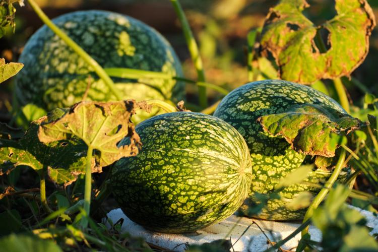Calabaza cidra, también conocida como calabaza de cabello de ángel.