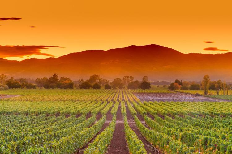 Viñedos en Napa Valley, California.