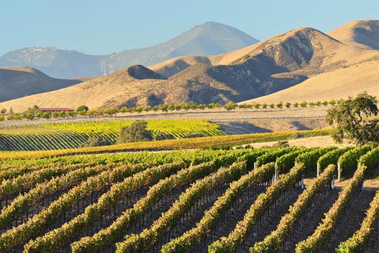 Viñedos en Santa Ynez, California.