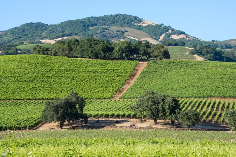 Viñedos en Sonoma, California.