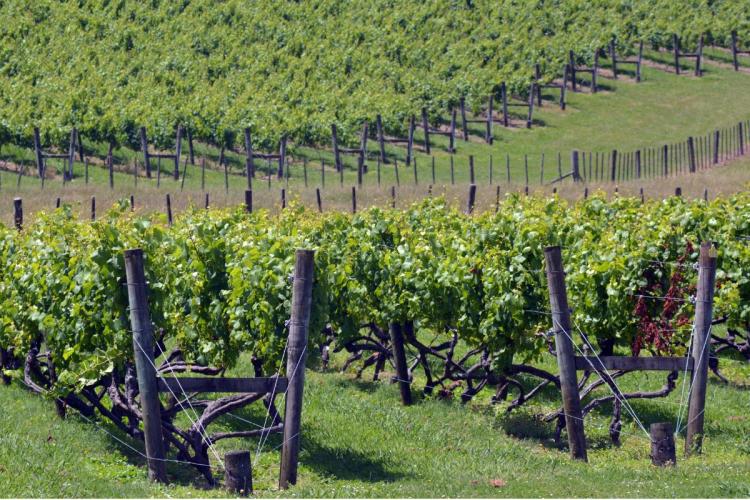 Viñas en Nueva Zelanda.