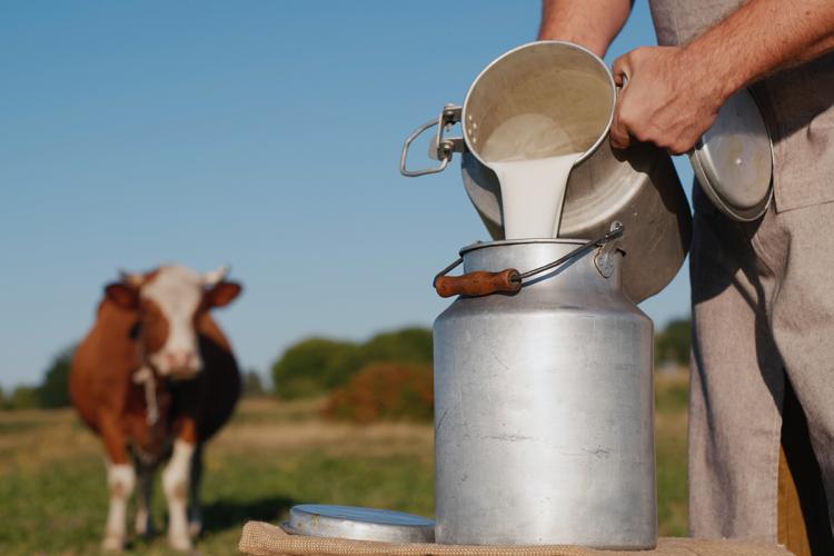 Un granjero echa la leche recién ordeñada en un contenedor de tamaño más grande.