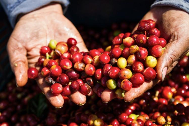Café costarricense recién recogido.