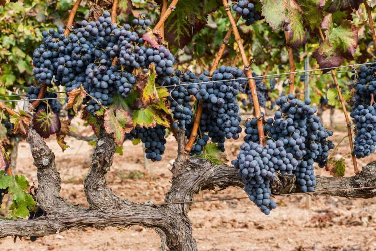 Uvas Garnachas listas para la vendimia, Priorat.