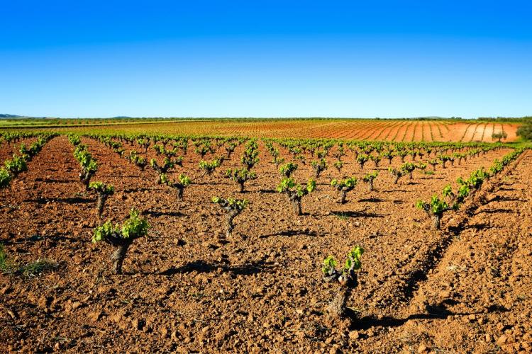 Viñedo en Extremadura.