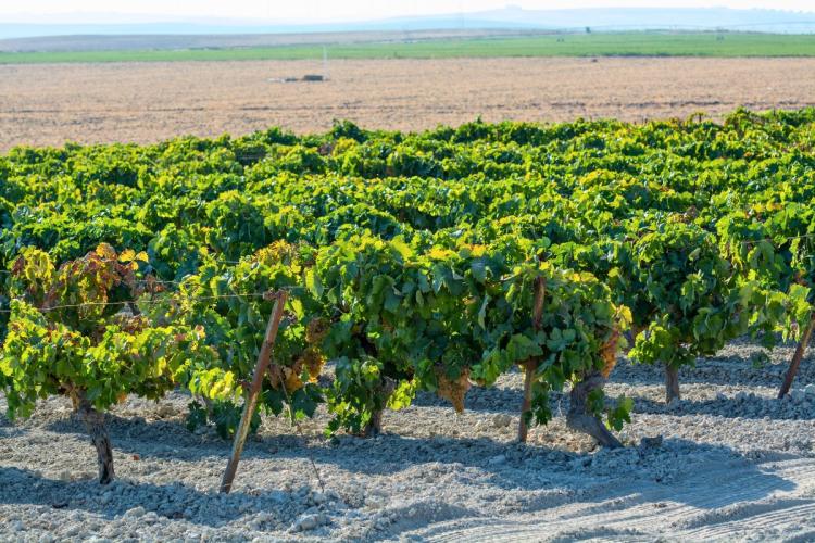 Viñedo en Jerez.