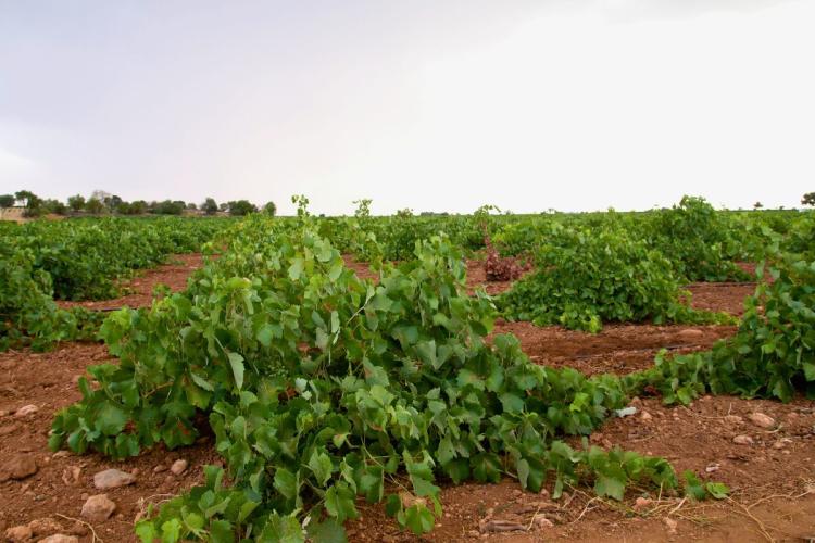 Viñedo en La Mancha.