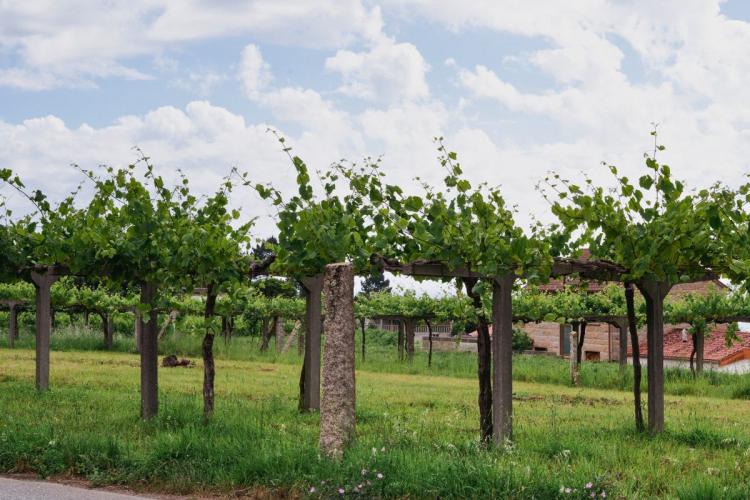 Viñedo en las Rias Baixas.