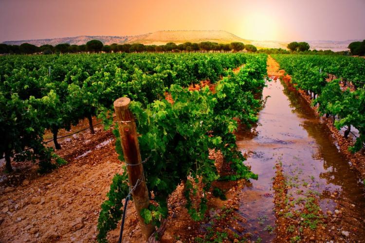 Viñedo en la Ribera del Duero.