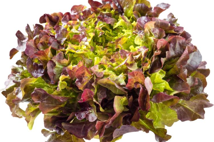 Lechuga de hoja de roble.