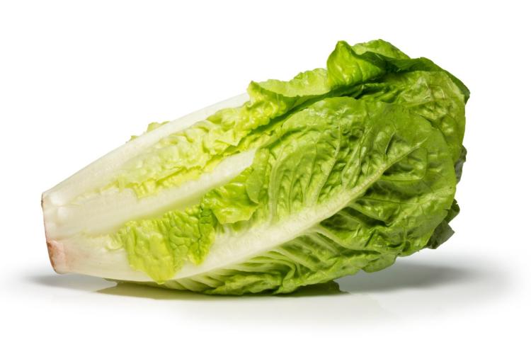 Lechuga romana o cos.